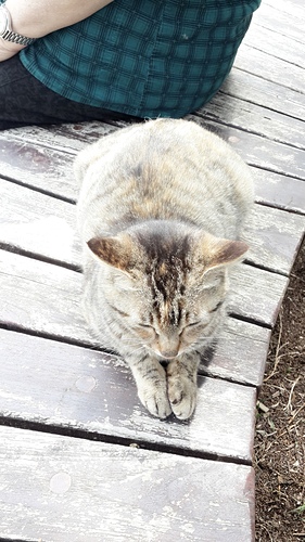 清境農場：【羽諾遊記】清境農場一日遊