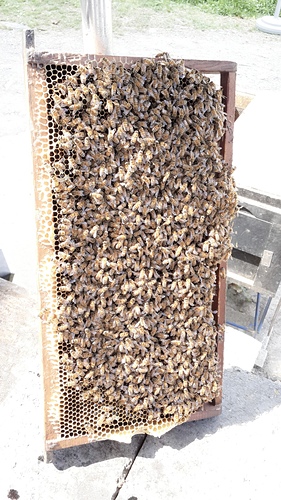 清境農場：【羽諾遊記】清境農場一日遊