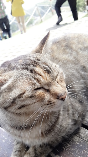 清境農場：【羽諾遊記】清境農場一日遊