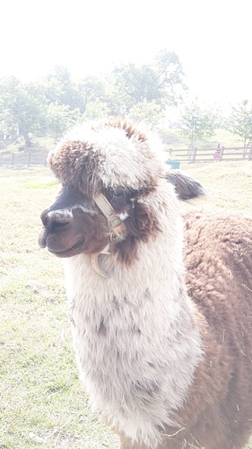 清境農場：【羽諾遊記】清境農場一日遊