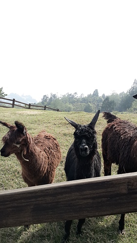 清境農場：【羽諾遊記】清境農場一日遊
