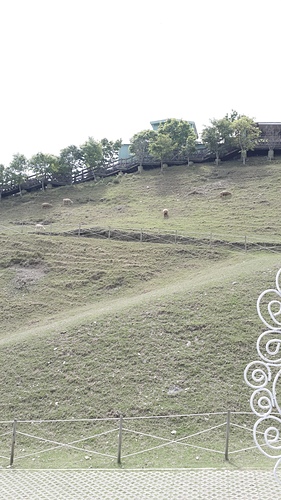 清境農場：【羽諾遊記】清境農場一日遊