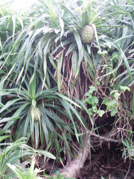 三仙台：見識台東[三仙台]