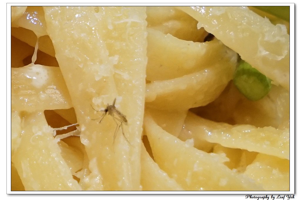 葉影瓶像版權所有