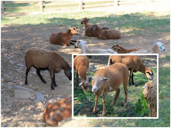 樂活通霄慢漫遊,白色戀人,鹽來館
