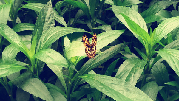 飛牛牧場:【苗栗景點】飛牛牧場之會飛的牛比較厲害?