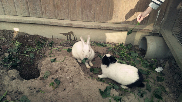 飛牛牧場:【苗栗景點】飛牛牧場之會飛的牛比較厲害?