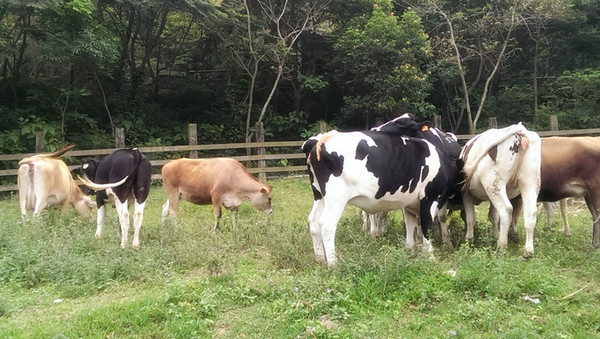 飛牛牧場:【苗栗景點】飛牛牧場之會飛的牛比較厲害?