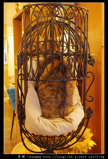 【台北食記】貓咪咖啡館|超多貓咪陪喝下午茶|芝山捷運站旁|小貓花園