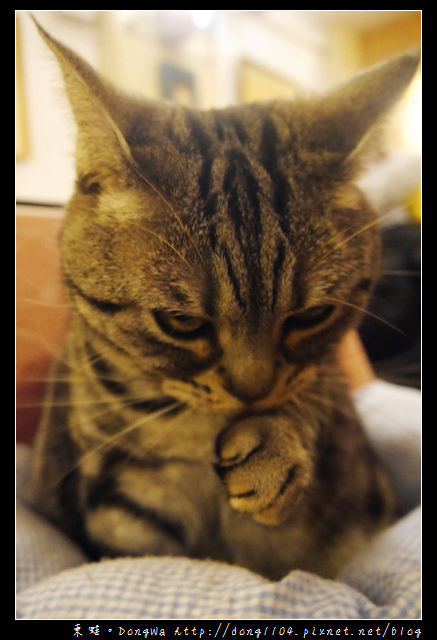 【台北食記】貓咪咖啡館|超多貓咪陪喝下午茶|芝山捷運站旁|小貓花園