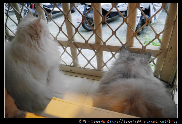 【台北食記】貓咪咖啡館|超多貓咪陪喝下午茶|芝山捷運站旁|小貓花園