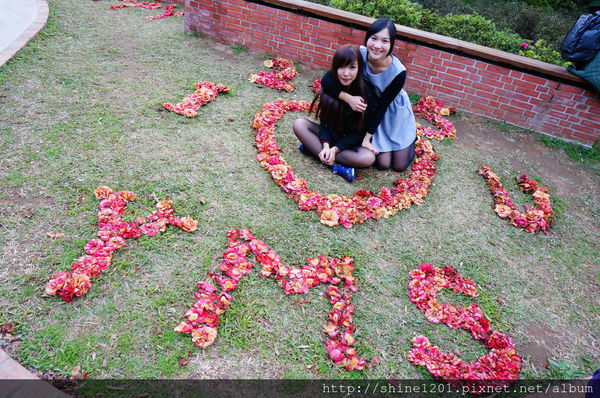 陽明山賞花景點-陽明山試驗花卉中心