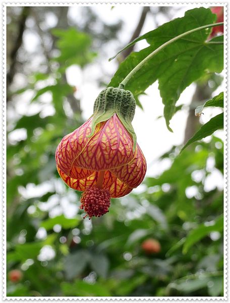 納美花園,陽明山,無菜單料理,蔬食料理,素菜