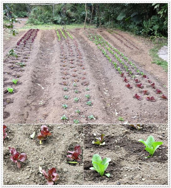 納美花園,陽明山,無菜單料理,蔬食料理,素菜