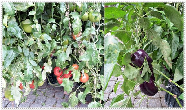 納美花園,陽明山,無菜單料理,蔬食料理,素菜