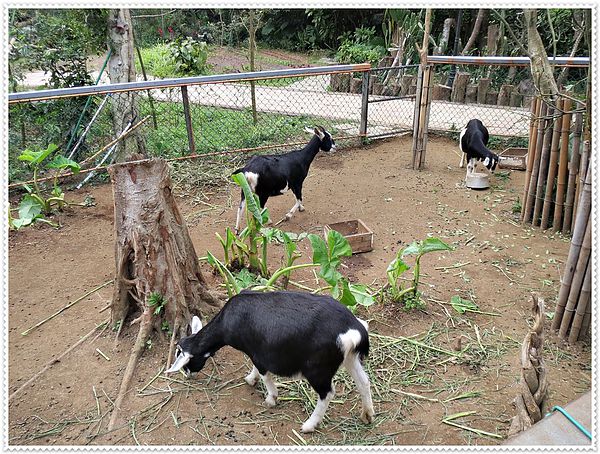 納美花園,陽明山,無菜單料理,蔬食料理,素菜