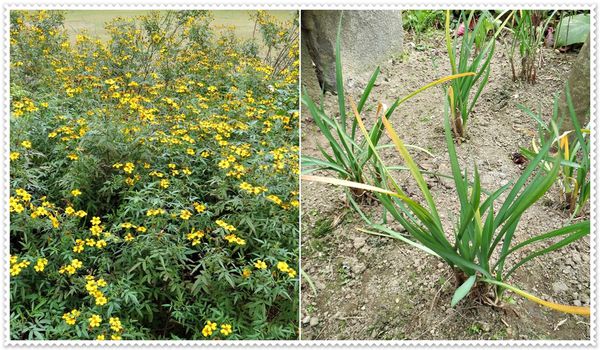 納美花園,陽明山,無菜單料理,蔬食料理,素菜