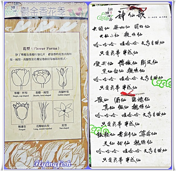 桃源仙谷：✜ 不用出國就能滿足看鬰金香花海滴願望－「桃源仙谷」(^o^)/