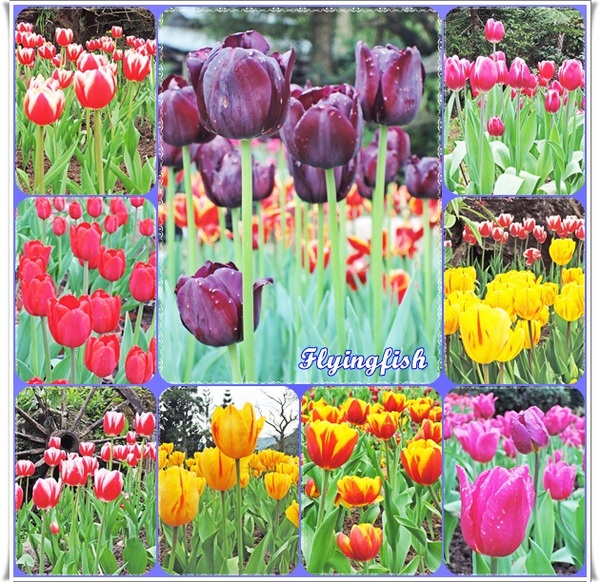 桃源仙谷：✜ 不用出國就能滿足看鬰金香花海滴願望－「桃源仙谷」(^o^)/