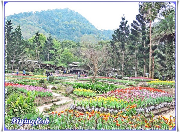 桃源仙谷：✜ 不用出國就能滿足看鬰金香花海滴願望－「桃源仙谷」(^o^)/