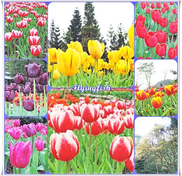 桃源仙谷：✜ 不用出國就能滿足看鬰金香花海滴願望－「桃源仙谷」(^o^)/