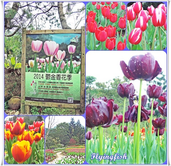 桃源仙谷：✜ 不用出國就能滿足看鬰金香花海滴願望－「桃源仙谷」(^o^)/