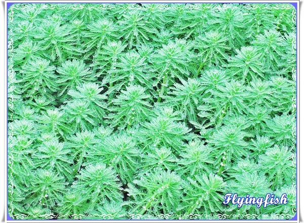 桃源仙谷：✜ 不用出國就能滿足看鬰金香花海滴願望－「桃源仙谷」(^o^)/