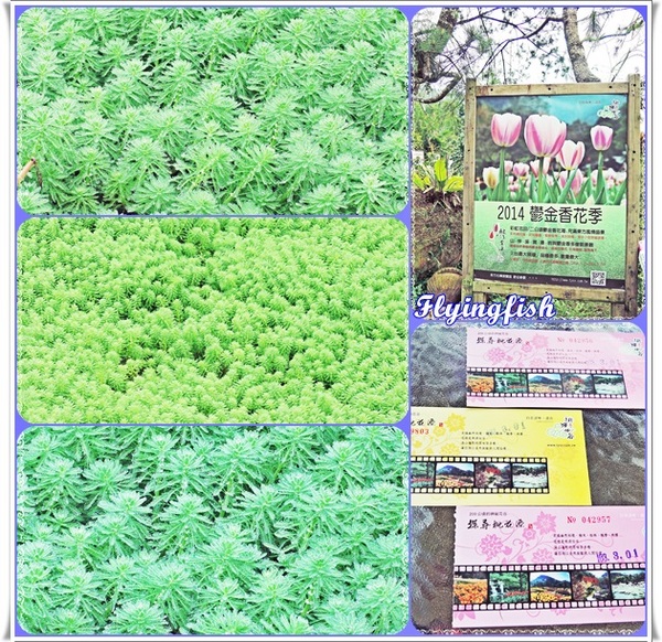 桃源仙谷：✜ 不用出國就能滿足看鬰金香花海滴願望－「桃源仙谷」(^o^)/