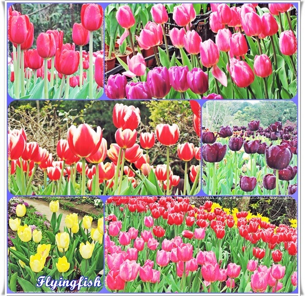 桃源仙谷：✜ 不用出國就能滿足看鬰金香花海滴願望－「桃源仙谷」(^o^)/