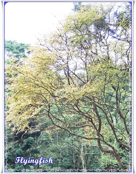 桃源仙谷：✜ 不用出國就能滿足看鬰金香花海滴願望－「桃源仙谷」(^o^)/