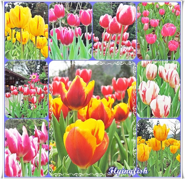 桃源仙谷：✜ 不用出國就能滿足看鬰金香花海滴願望－「桃源仙谷」(^o^)/