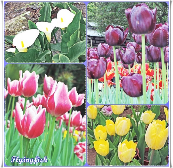 桃源仙谷：✜ 不用出國就能滿足看鬰金香花海滴願望－「桃源仙谷」(^o^)/