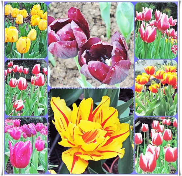 桃源仙谷：✜ 不用出國就能滿足看鬰金香花海滴願望－「桃源仙谷」(^o^)/