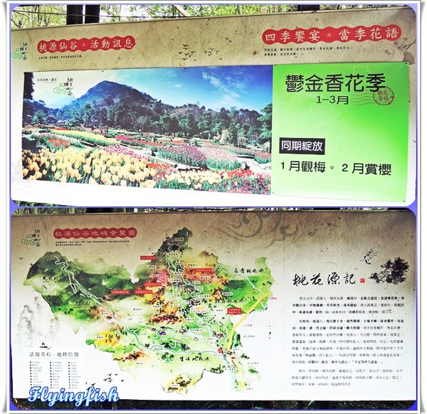 桃源仙谷：✜ 不用出國就能滿足看鬰金香花海滴願望－「桃源仙谷」(^o^)/