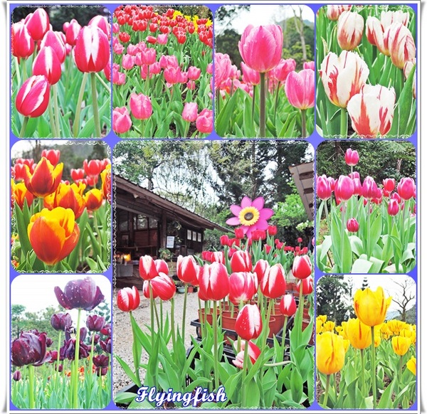 桃源仙谷：✜ 不用出國就能滿足看鬰金香花海滴願望－「桃源仙谷」(^o^)/