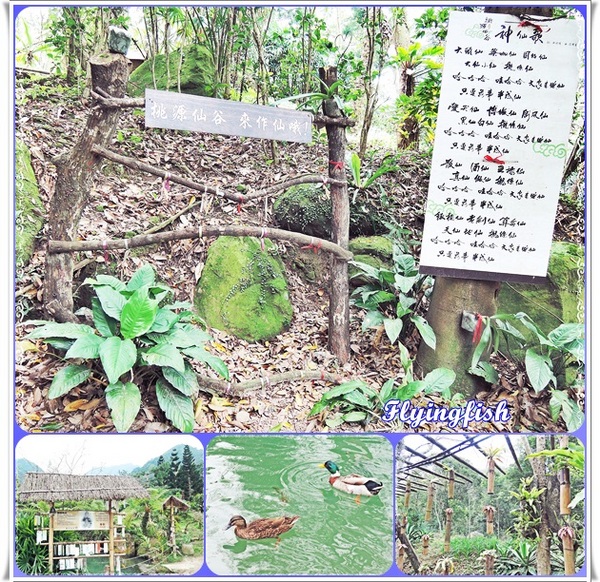 桃源仙谷：✜ 不用出國就能滿足看鬰金香花海滴願望－「桃源仙谷」(^o^)/