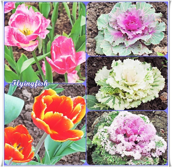 桃源仙谷：✜ 不用出國就能滿足看鬰金香花海滴願望－「桃源仙谷」(^o^)/