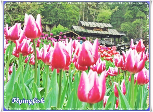 桃源仙谷：✜ 不用出國就能滿足看鬰金香花海滴願望－「桃源仙谷」(^o^)/