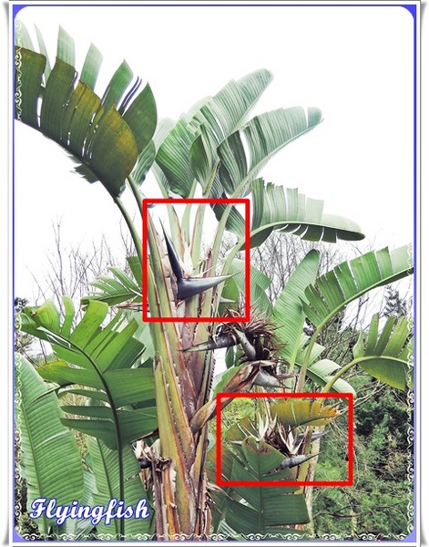 桃源仙谷：✜ 不用出國就能滿足看鬰金香花海滴願望－「桃源仙谷」(^o^)/