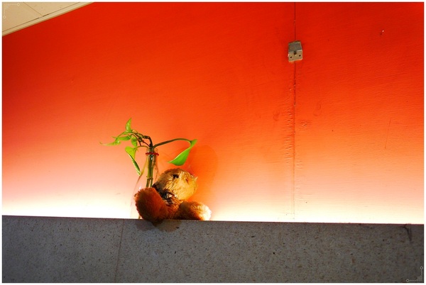 182巷鬆餅廚房：板橋也有盆栽奶茶？連男友都喜愛的好吃鬆餅在《182巷鬆餅廚房 》