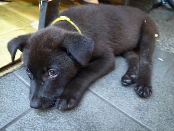 越南美食：＜新北｜汐止｜東南亞美食＞皇家牛腩咖哩好好吃～越南美食！！！
