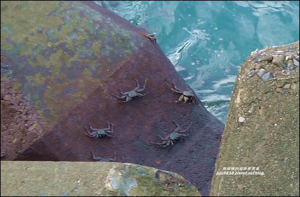 粉鳥林魚港41.JPG
