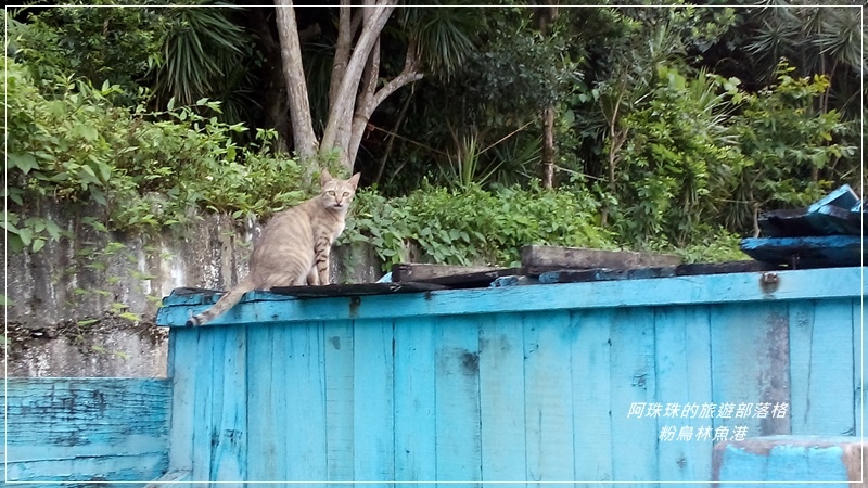 粉鳥林魚港14.jpg