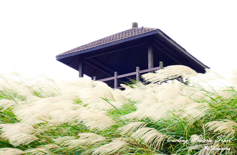 廖西瓜@2014東北角草嶺古道芒花季26