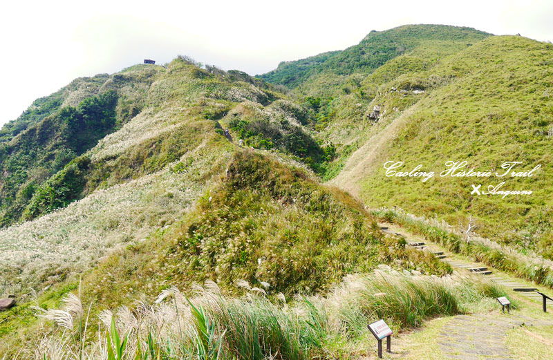 廖西瓜@2014東北角草嶺古道芒花季34