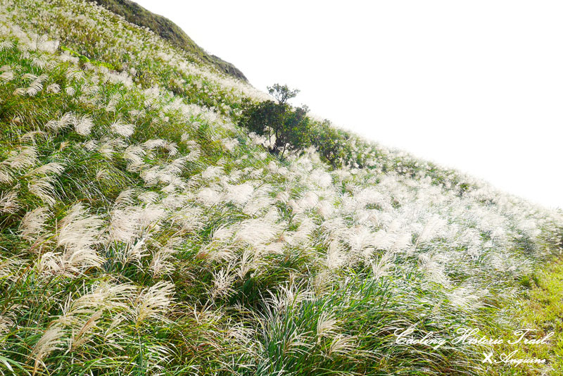 廖西瓜@2014東北角草嶺古道芒花季19