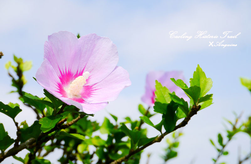 廖西瓜@2014東北角草嶺古道芒花季38