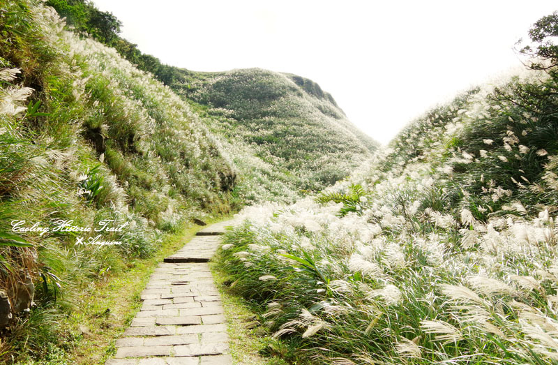 廖西瓜@2014東北角草嶺古道芒花季8