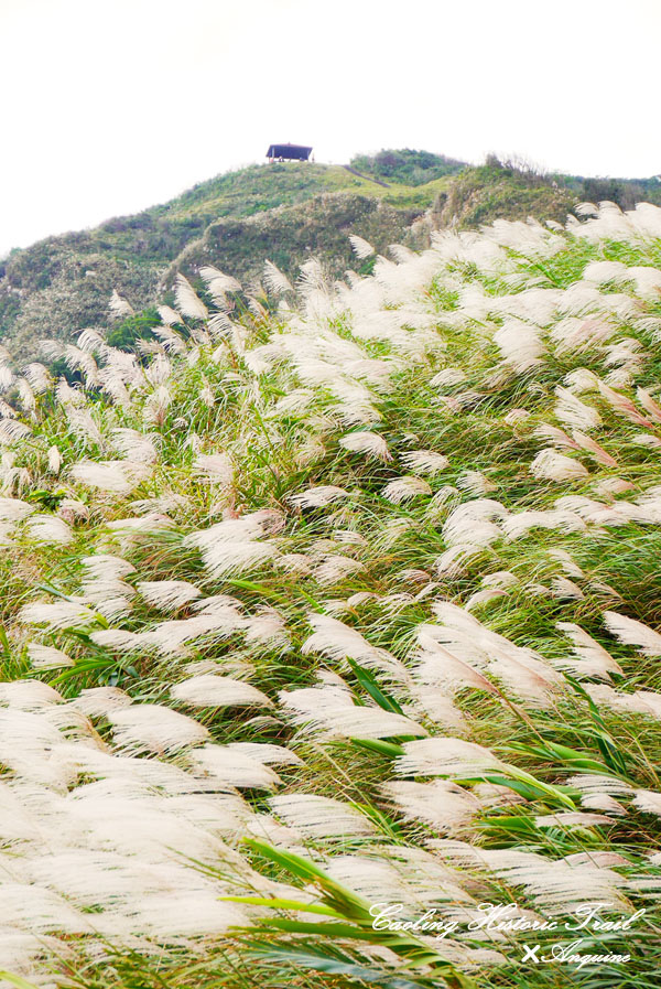 廖西瓜@2014東北角草嶺古道芒花季47