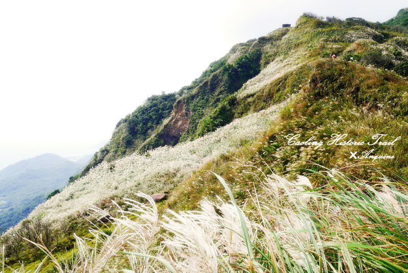 廖西瓜@2014東北角草嶺古道芒花季33